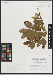Foto von Salix appendiculata Vill.
